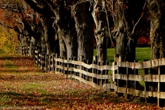 DSC_2025-FENCE-FALL-HR