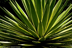 3-DSC_2985-E-PRICKLY PLANT